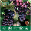 Organic Grape Seed Extract, 95% OPC Nat-106
